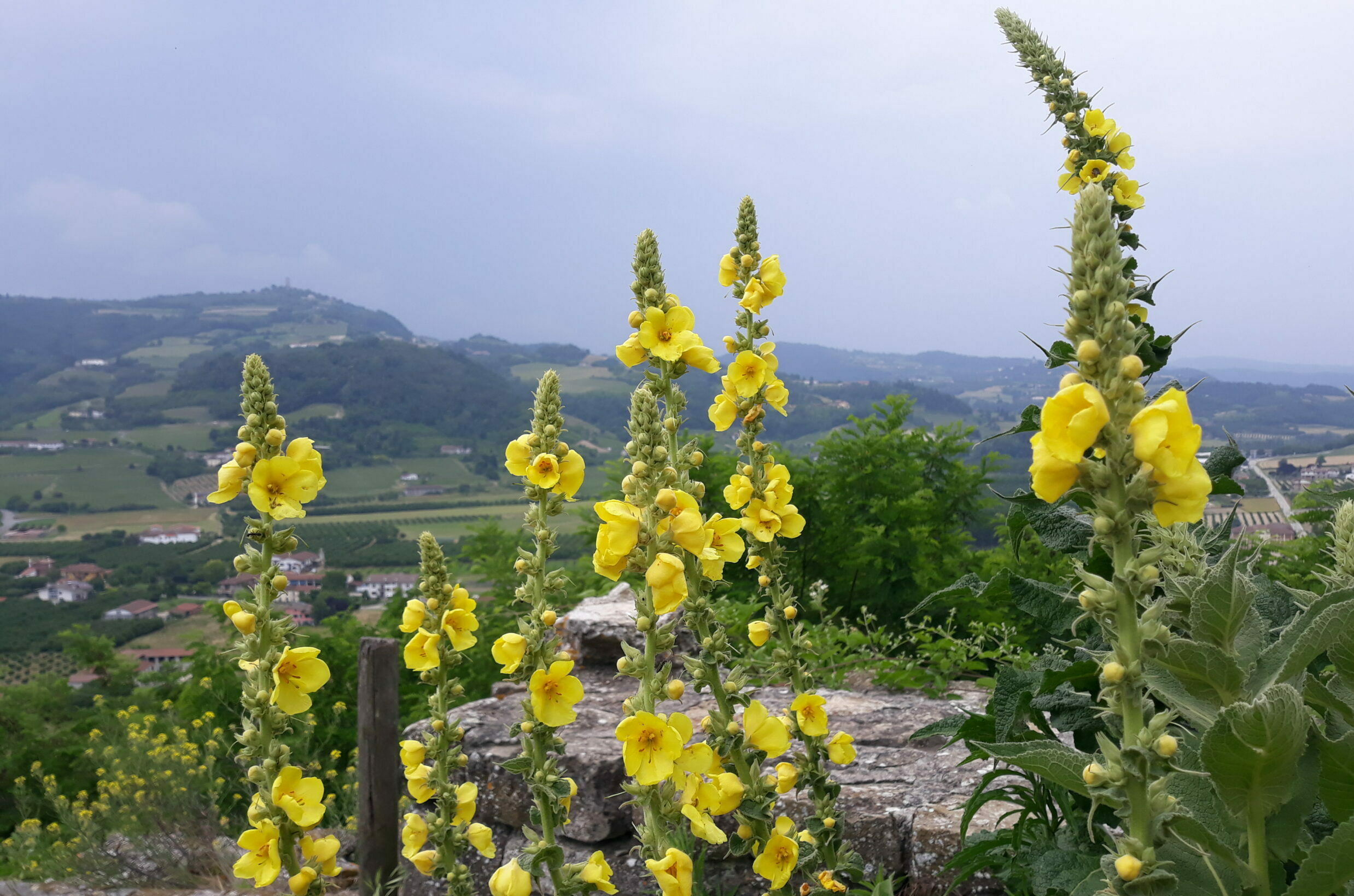 20190610_111303 20190610_111303